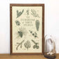 Evergreens of North America 11x17 Print